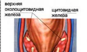 Щитовидная и околощитовидные железы