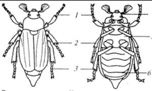 Сделайте вывод о соответствии особенностей строения насекомых